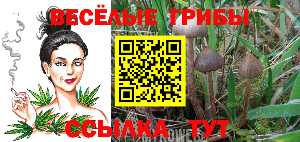 Псилоцибиновые грибы Psilocybe Великий Новгород